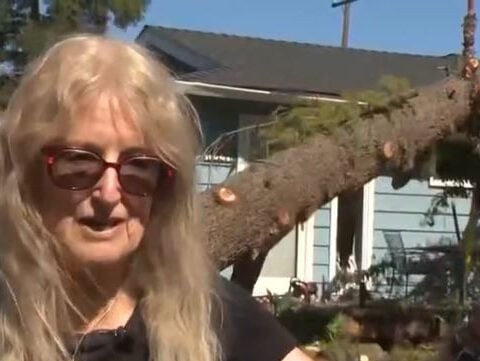 Homeowner shares fears after tree crashes onto property during high winds