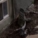 Caught on camera: Man sets fire to Wisconsin home