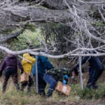 Argentines hunting for source of hantavirus outbreak trap rats in southernmost city