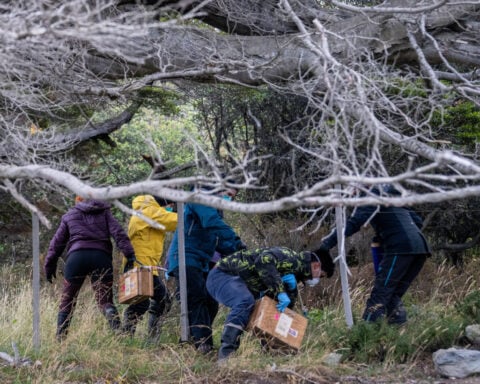 Argentines hunting for source of hantavirus outbreak trap rats in southernmost city
