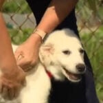 Puppy rescued from hoarding case battles parvovirus
