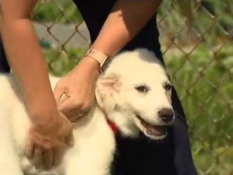 Puppy rescued from hoarding case battles parvovirus