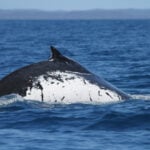 Two humpback whales set records swimming between Australia and Brazil