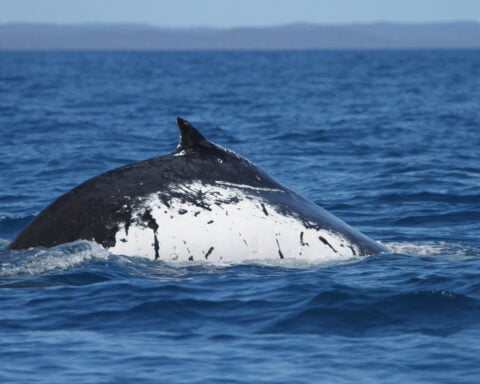 Two humpback whales set records swimming between Australia and Brazil