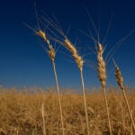 Kansas farmers pulled by weather extremes and growing costs, wheat crop could be worst since 1972