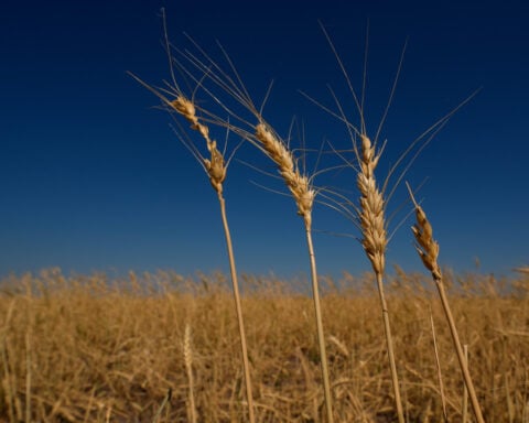 Kansas farmers pulled by weather extremes and growing costs, wheat crop could be worst since 1972