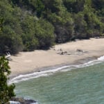 California turns to AI as whale deaths spike