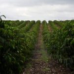 Brazil to export record coffee volume, El Nino in focus, trading firm says