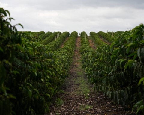 Brazil to export record coffee volume, El Nino in focus, trading firm says