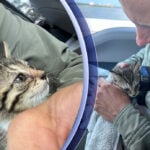 Deputy rescues kitten from Bayside Bridge in Florida: PCSO