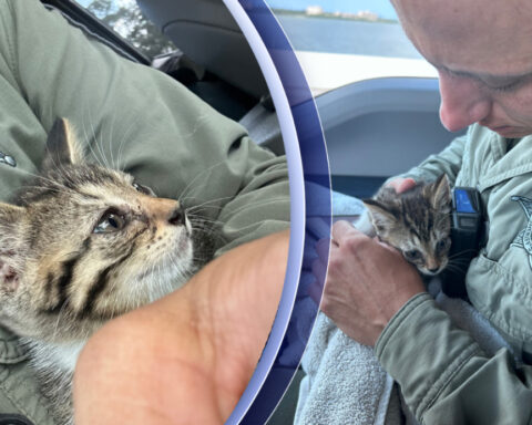 Deputy rescues kitten from Bayside Bridge in Florida: PCSO