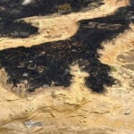 Nearly a third of National Park island home to rare wildlife has burned in spate of Southern California wildfires