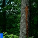 Video shows lightning strike near Massachusetts family: "Sounded like a bomb was going off"