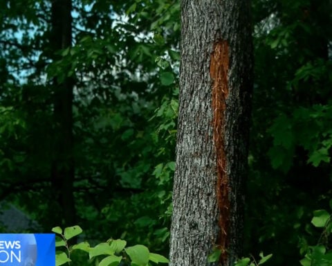Video shows lightning strike near Massachusetts family: "Sounded like a bomb was going off"