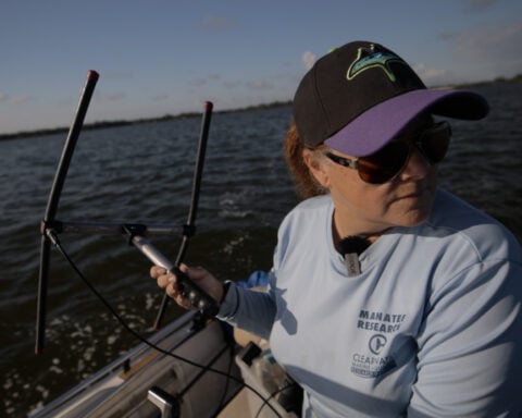The Manatee Whisperer: Why Tampa Bay manatees are thriving during drought