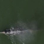 Whale heat signatures in San Francisco Bay being tracked to prevent ship collisions