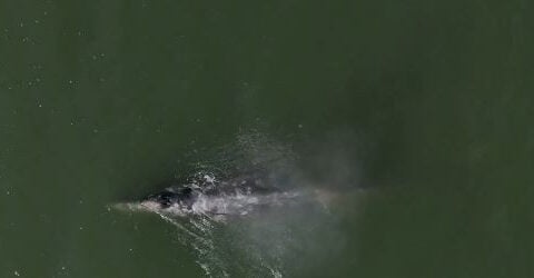 Whale heat signatures in San Francisco Bay being tracked to prevent ship collisions
