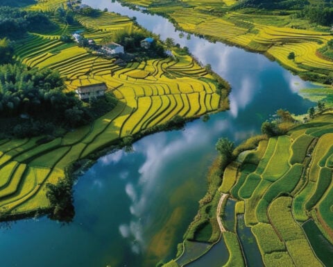 Rice feeds billions of people – but its role in fueling climate change is growing
