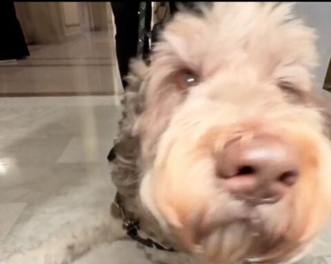 San Francisco's "canine court" expected to reopen amid growing backlog of cases