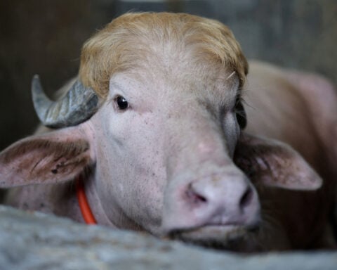 Bangladesh’s rare ‘Donald Trump’ buffalo becomes Eid sensation