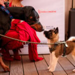 A round of a-paws for ‘La Perra,’ winner of the Palm Dog award at Cannes