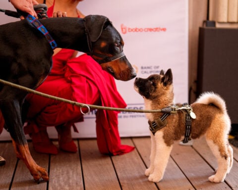 A round of a-paws for ‘La Perra,’ winner of the Palm Dog award at Cannes
