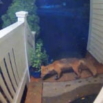 Foxes, snakes, ticks, and more: Experts share what to do if you encounter animals amid increased wildlife activity