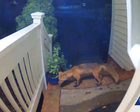 Foxes, snakes, ticks, and more: Experts share what to do if you encounter animals amid increased wildlife activity