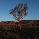 Climate change threatens global plant species as habitats shrink