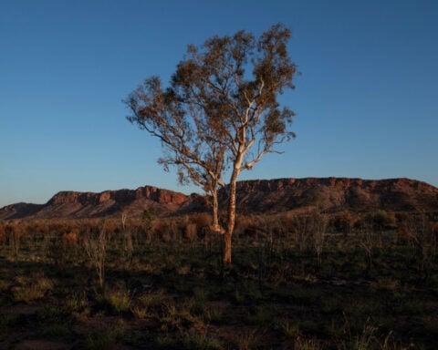 Climate change threatens global plant species as habitats shrink