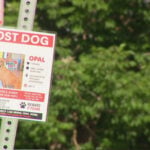 Daycare owner says service dog taken from yard, sightings reported across Highlands