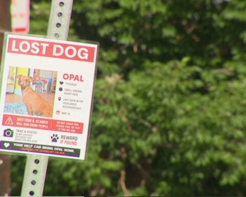Daycare owner says service dog taken from yard, sightings reported across Highlands