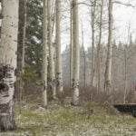 Colorado black bears found under family home safely relocated