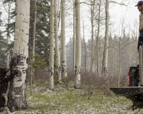 Colorado black bears found under family home safely relocated