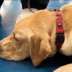 Michigan inmates train rescue dogs to serve veterans and first responders in Blue Star program