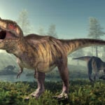 Why did T. rex have tiny arms? A new study may finally have the answer
