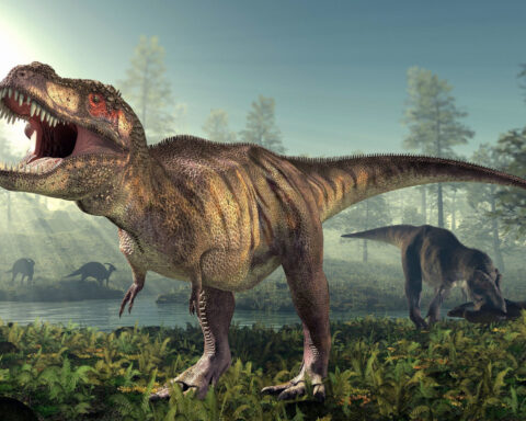 Why did T. rex have tiny arms? A new study may finally have the answer