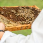 Shutting down federal bee labs threatens bees, beekeepers and the US food system
