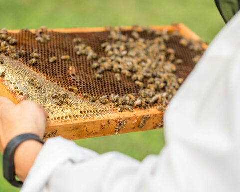 Shutting down federal bee labs threatens bees, beekeepers and the US food system