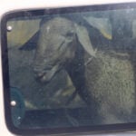 Sheep theft ruins Eid festivities for Palestinian shepherd