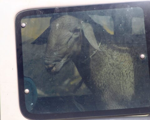 Sheep theft ruins Eid festivities for Palestinian shepherd