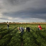 From the San Luis Valley to Vail, Latino labor powers every sector of Colorado’s economy