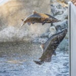 California’s salmon fishery is reopening after a population crash and 3-year closure, but that doesn’t mean all is well