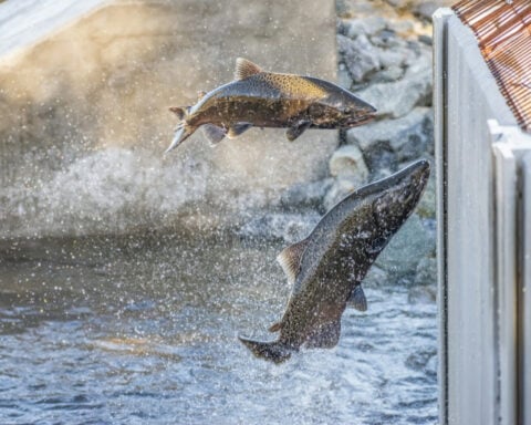 California’s salmon fishery is reopening after a population crash led to a 3-year closure, but that doesn’t mean all is well