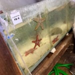 Argentina seizes 700 trafficked marine animals shipped from Kenya