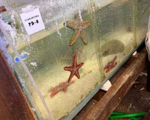 Argentina seizes 700 trafficked marine animals shipped from Kenya