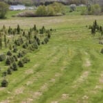Christmas tree farm fights back after pipeline company cuts down hundreds of trees, owner refuses NDA