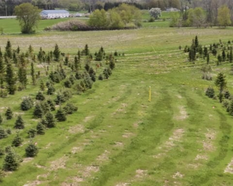 Christmas tree farm fights back after pipeline company cuts down hundreds of trees, owner refuses NDA