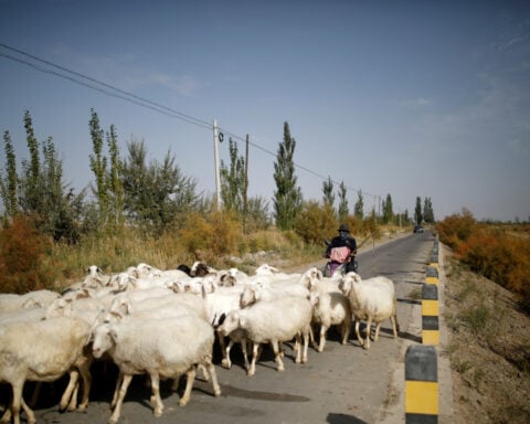 Job ad for shepherds goes viral in China exposing labour market strains