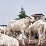 A bitter Eid al-Adha in Mali's capital as al-Qaida-linked blockade sends sheep prices soaring